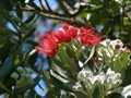 Pohutukawa Devonport 1